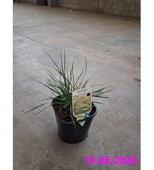 Pennisetum alopecuroides C 2 L